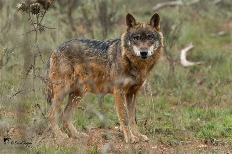 Lobo ibérico (Canis lupus signatus). Indicios de。